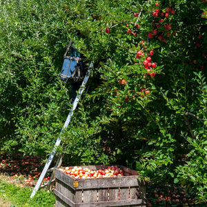 Apfelbaum, Obstbau, Brennen von Äpfeln zu Schnaps, Apfelernte am Bodensee