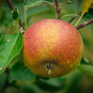 Die Verführung der Sinne: Cox Orange Äpfel in den Edelbrennereien am Bodensee